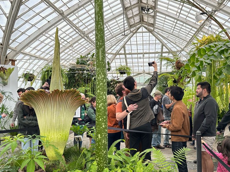 Visitors Are Gathering At San Francisco's Conservatory Of Flowers Visitors Are Gathering At San Francisco's Conservatory Of Flowers