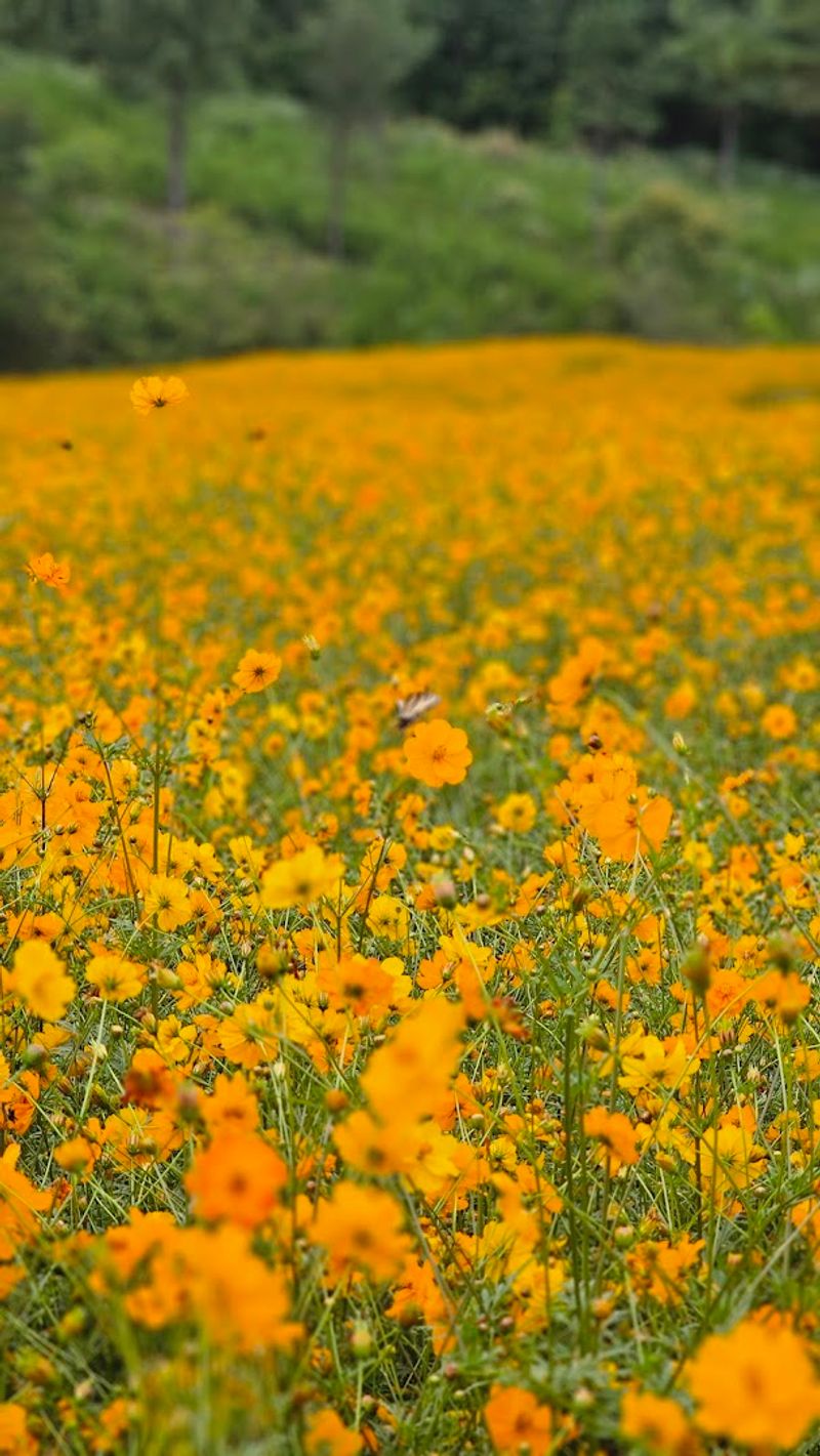 Visitors Pay An Entry Fee To See Or Pick Flowers