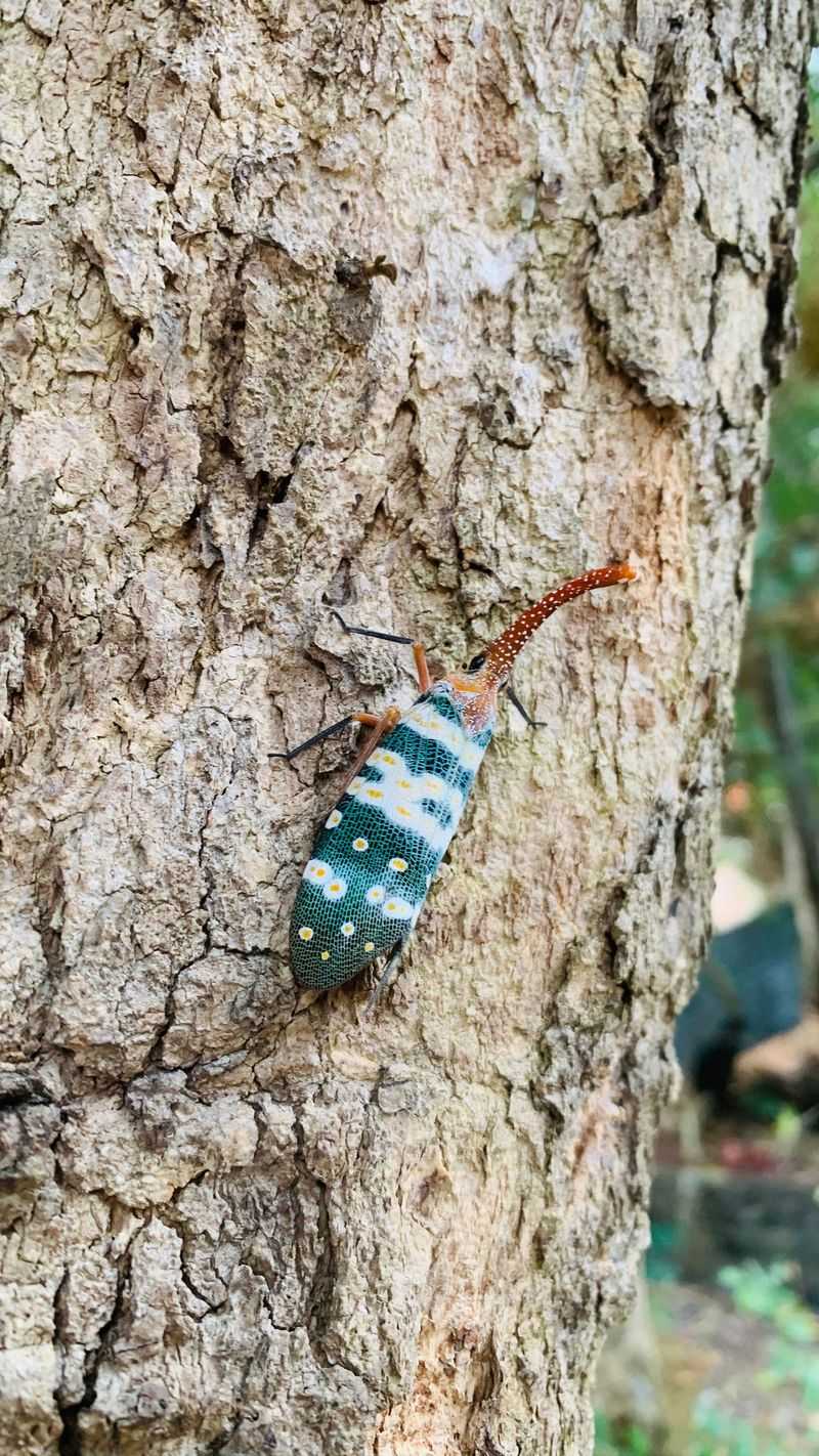 Vulnerable Forests Cover Nearly 60% Of Connecticut Vulnerable Forests Cover Nearly 60% Of Connecticut