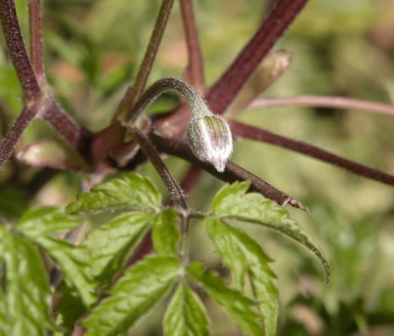 Wait For Buds To Swell If You Are Unsure