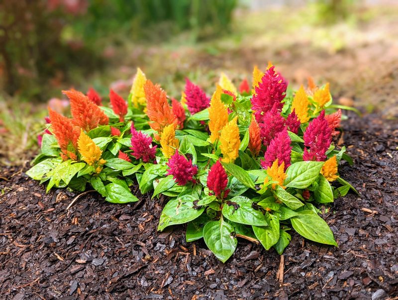 Wait For Warm Soil Before Planting