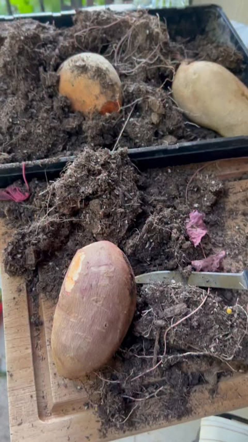 Wait Long Enough Before Digging Wait Long Enough Before Digging