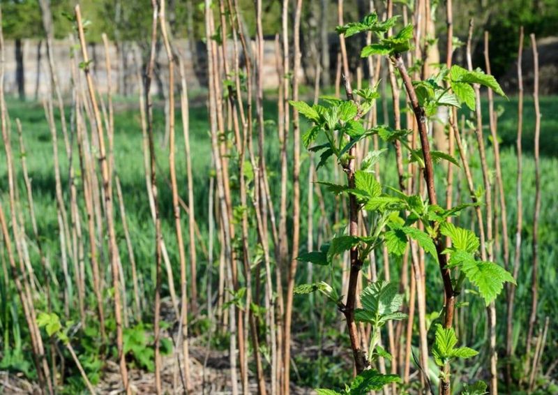 Wait On Caning Out If New Canes Are At Risk Wait On Caning Out If New Canes Are At Risk