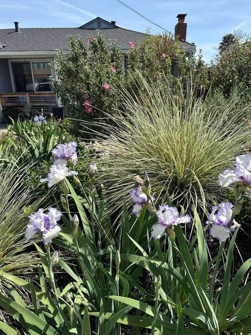 Wait Until Blooms Have Finished Wait Until Blooms Have Finished