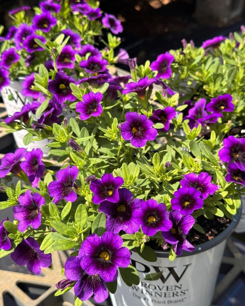 Wait Until Frost Risk Has Passed Before Planting