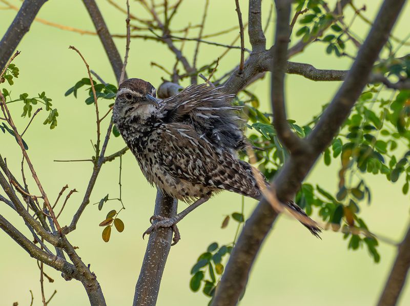 Wait Until Nesting Season Ends Before Doing Yard Work Wait Until Nesting Season Ends Before Doing Yard Work