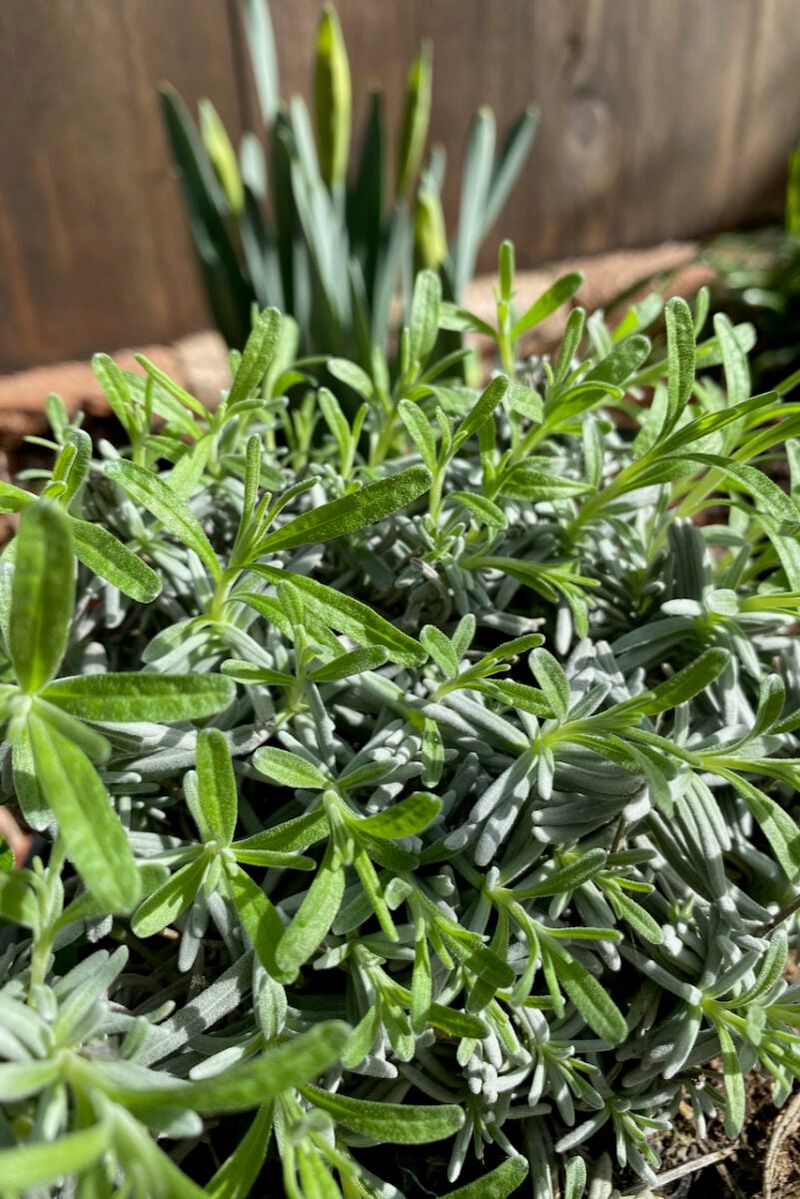 Wait Until New Green Growth Shows