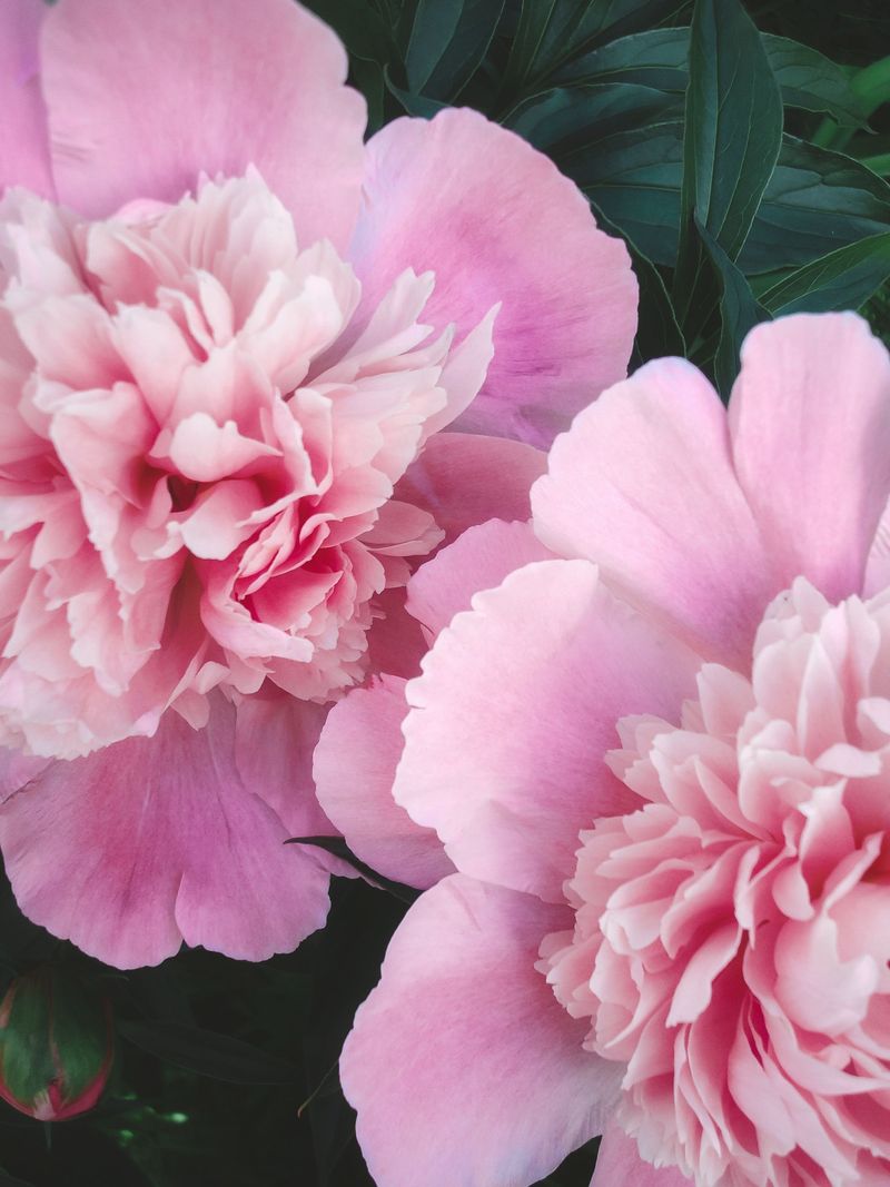 Wait Until Petals Have Fully Faded And Begun To Drop Wait Until Petals Have Fully Faded And Begun To Drop