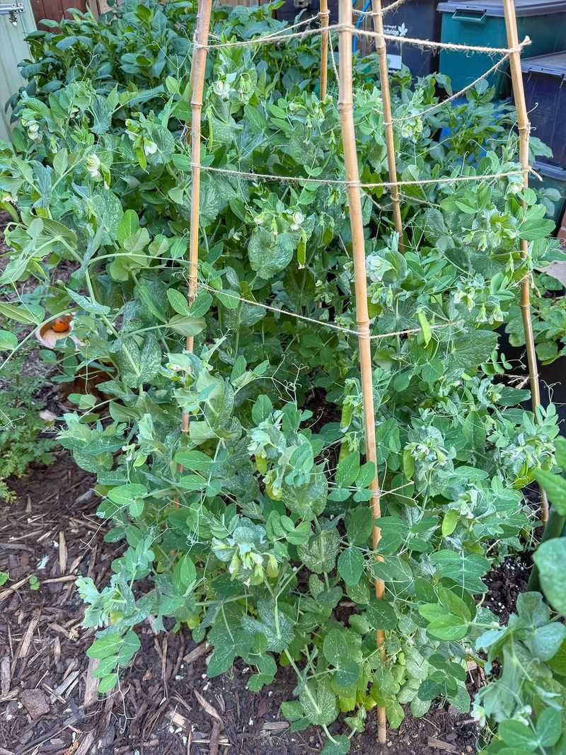 Wait Until The Soil Has Warmed Before Sowing Wait Until The Soil Has Warmed Before Sowing