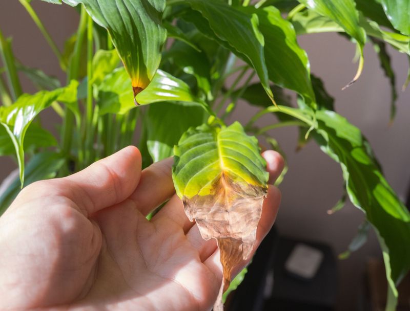 Wait Until You Know The Plant Is Still Growing Wait Until You Know The Plant Is Still Growing