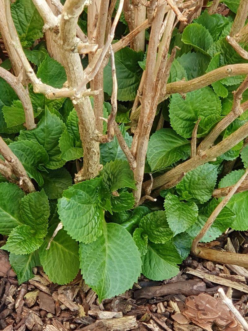 Waiting Shows Which Stems Are Still Growing