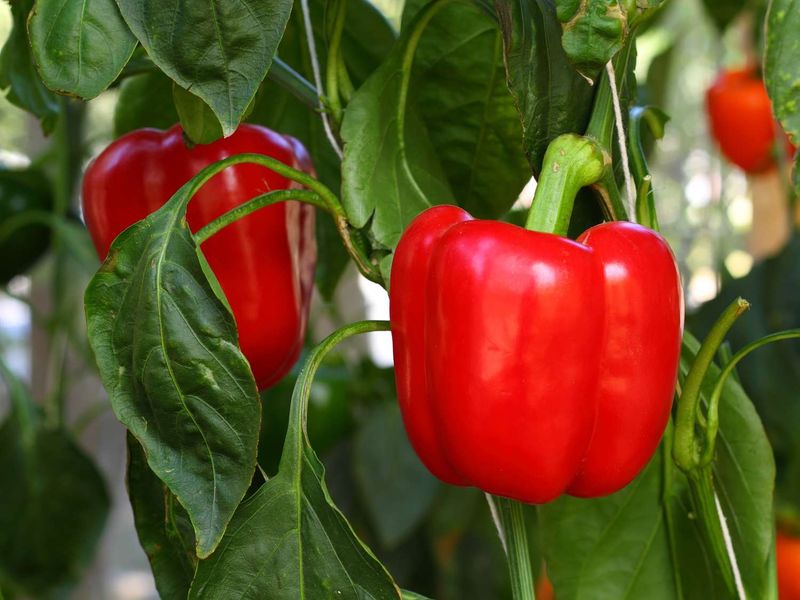 Waiting Too Long For Every Pepper To Turn Red
