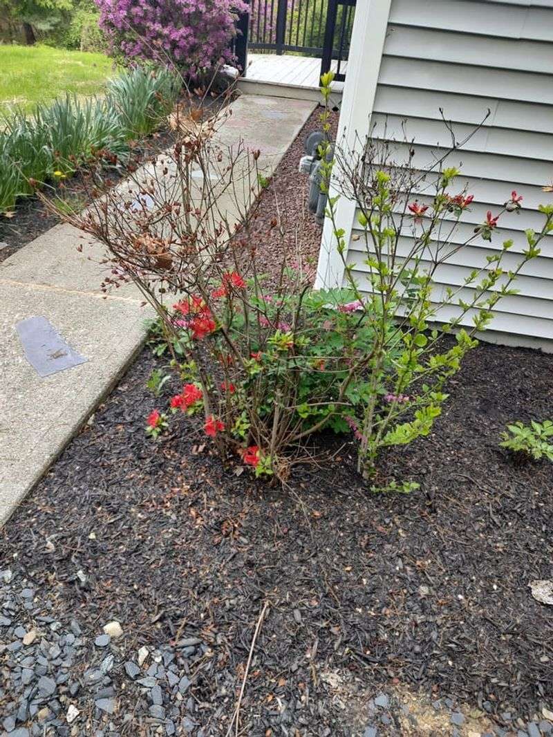 Waiting Too Long To Remove Faded Flowers