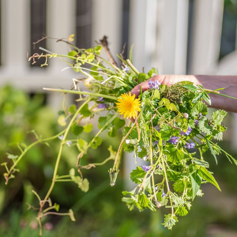 Waiting Until Weeds Flower Before Pulling Them Waiting Until Weeds Flower Before Pulling Them