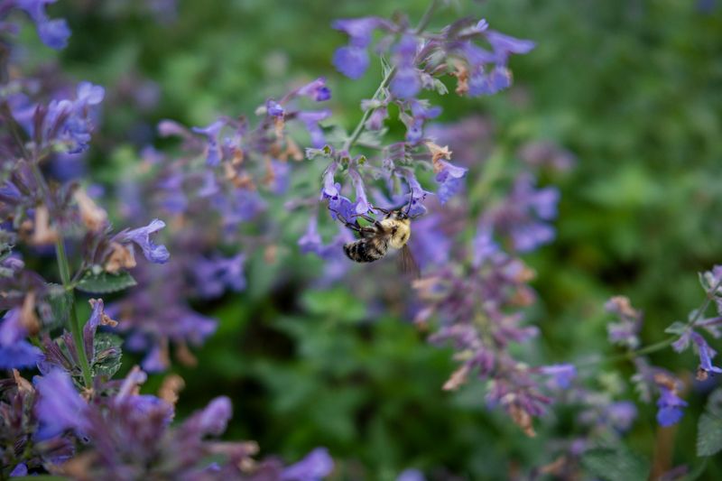 Walker's Low Catmint Walker's Low Catmint