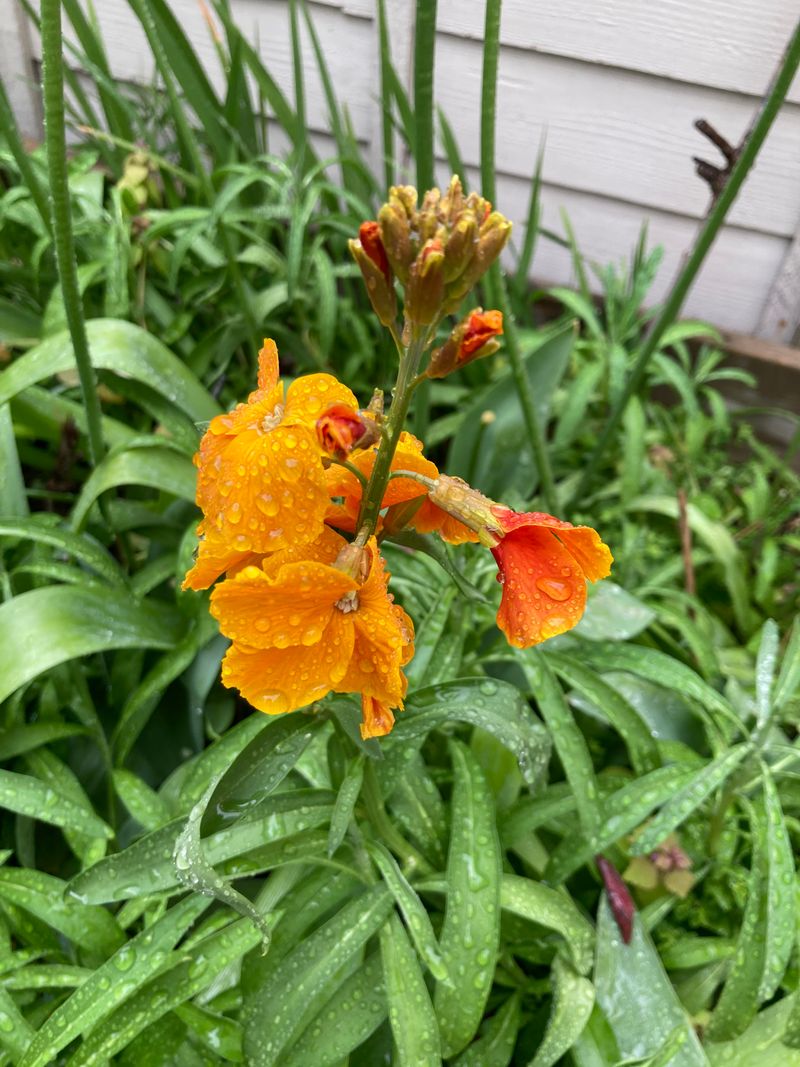 Wallflower Wallflower