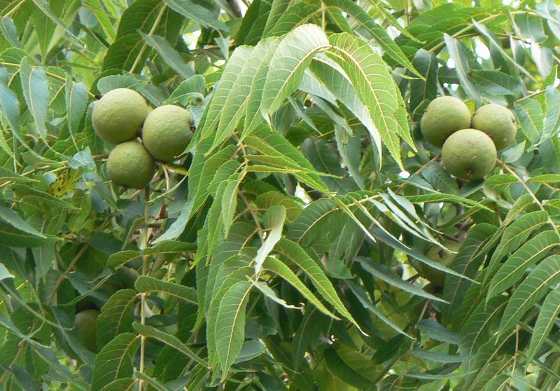 Walnut Trees (Especially Black Walnut)