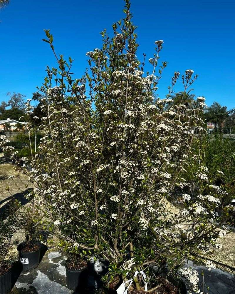 Walter's Viburnum Builds Structure Before Summer Stress Hits Walter's Viburnum Builds Structure Before Summer Stress Hits