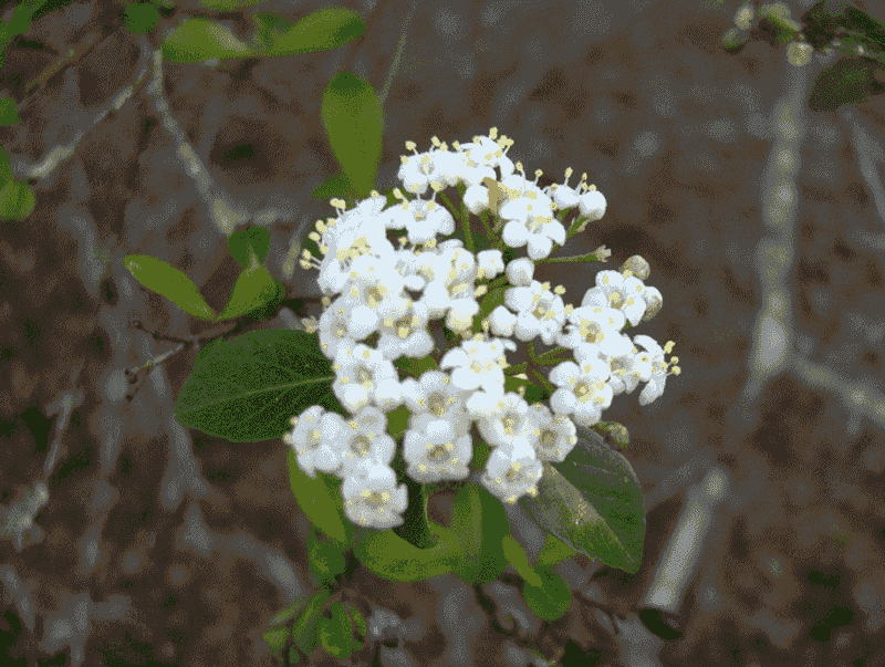 Walter's Viburnum Builds Structure Without Bamboo Drama