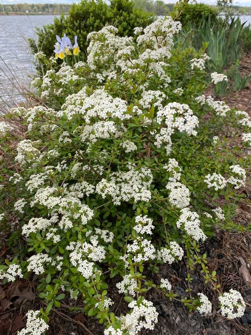 Walter's Viburnum Forms Thickets Where Buntings Can Hide Walter's Viburnum Forms Thickets Where Buntings Can Hide