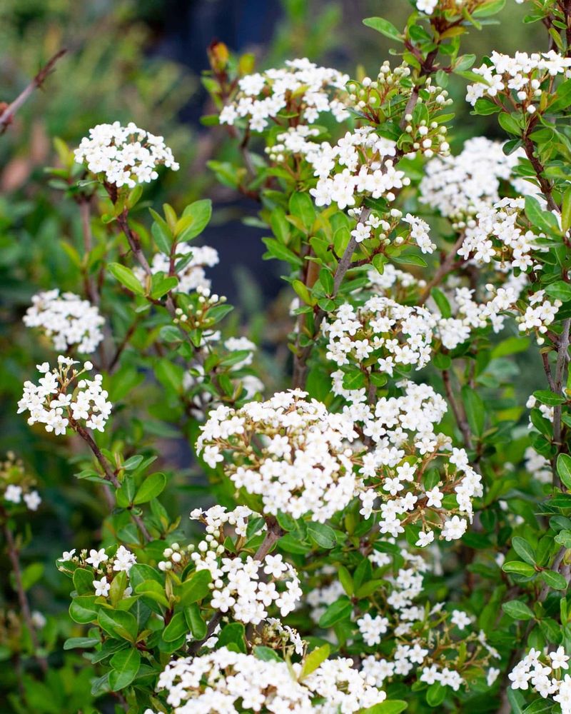 Walter's Viburnum Handles Temporary Wet Soil And Drought