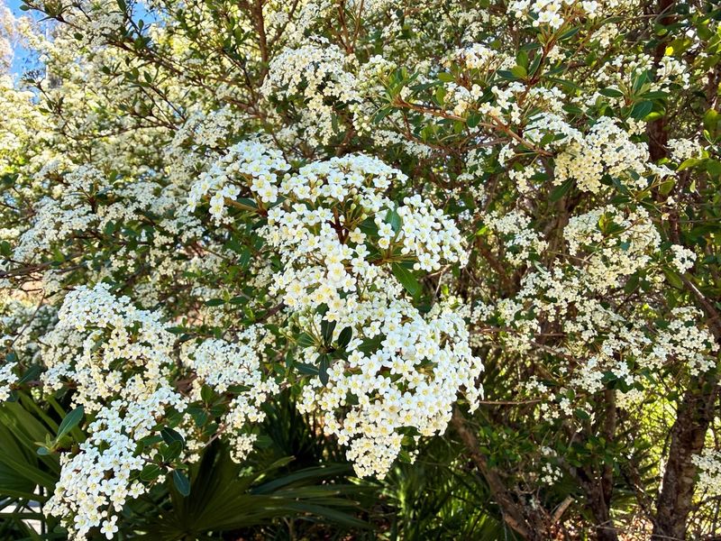 Walter's Viburnum Works When The Right Cultivar Is Chosen Walter's Viburnum Works When The Right Cultivar Is Chosen