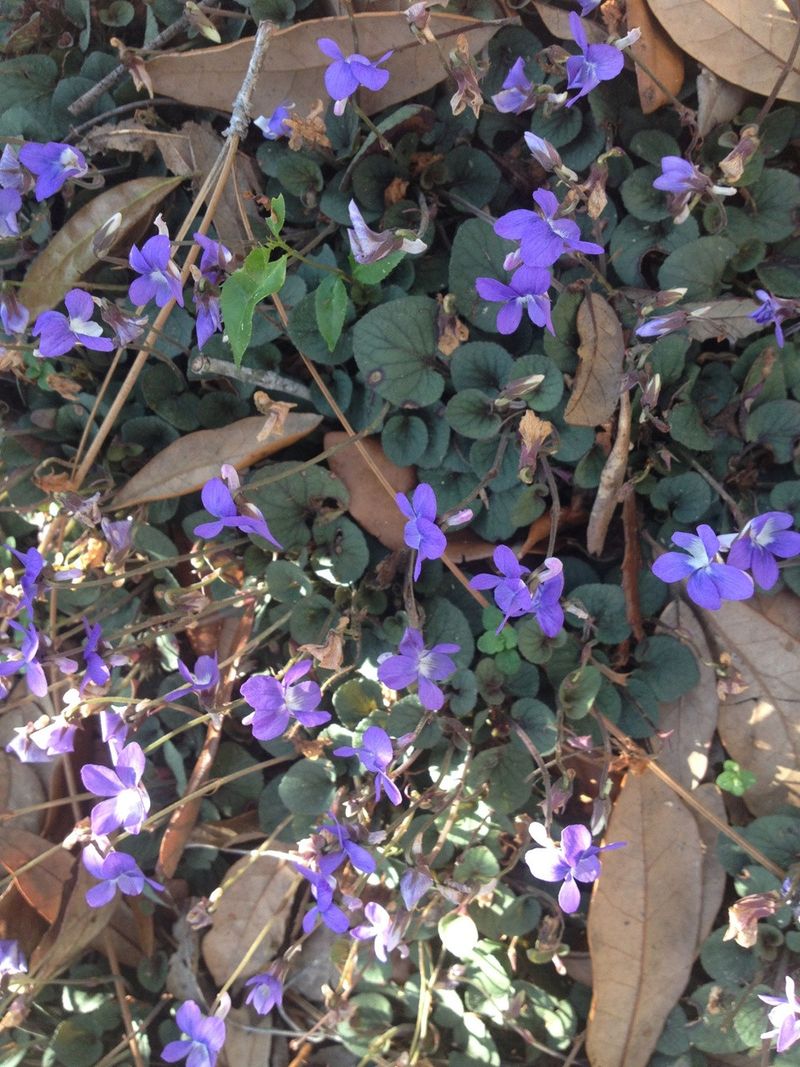 Walter's Violet