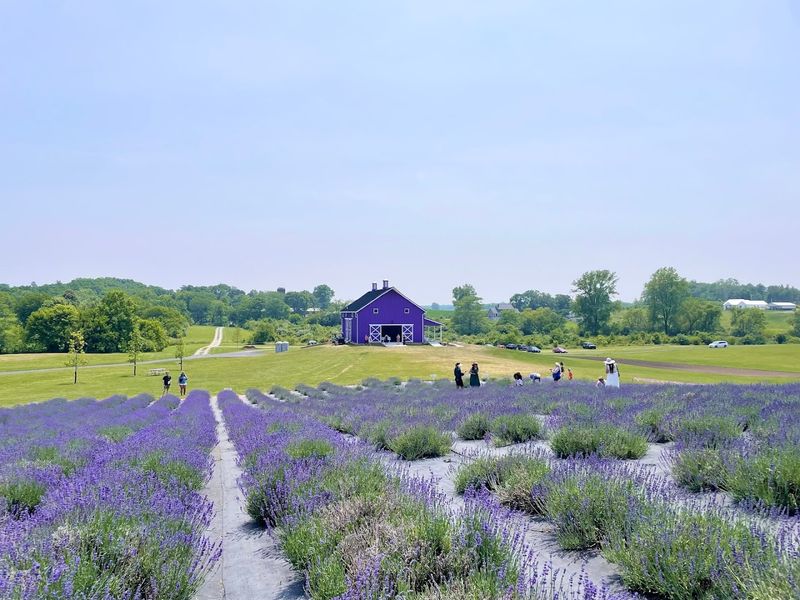 Wander The Lavender Fields At Sunset Ridge Lavender Farm