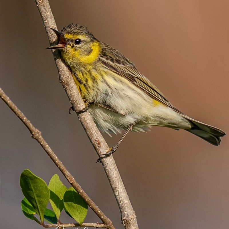Warblers Show Your Native Plants Are Feeding More Than Flowers
