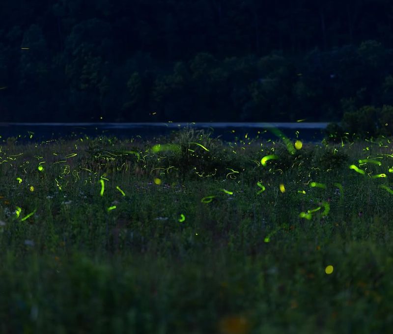 Warm Evenings Bring More Fireflies Into View Warm Evenings Bring More Fireflies Into View