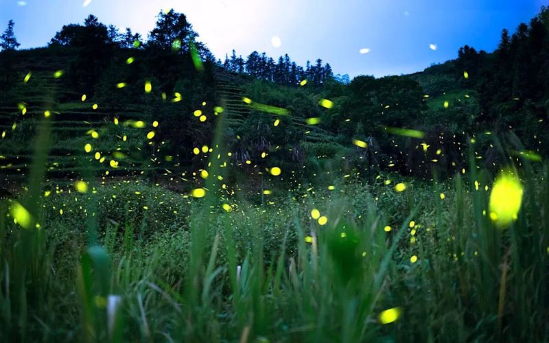 Warm Humid Nights Make Fireflies Flash More Warm Humid Nights Make Fireflies Flash More