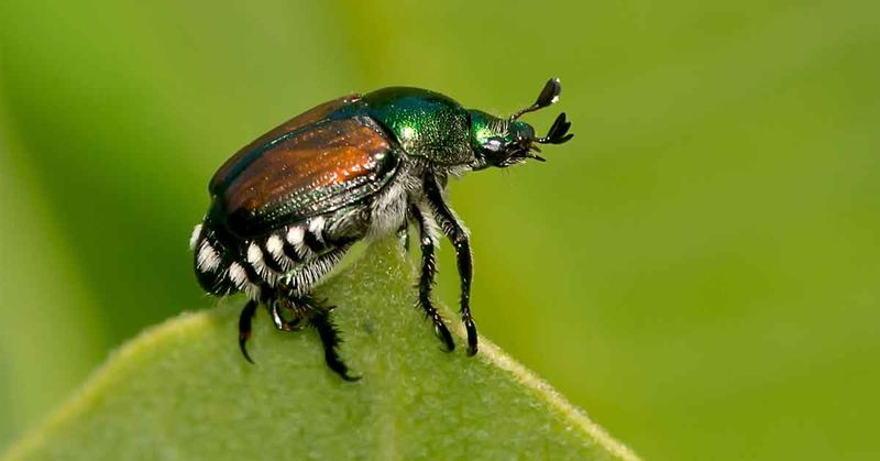 Warm June Soil Helps Japanese Beetles Emerge Warm June Soil Helps Japanese Beetles Emerge