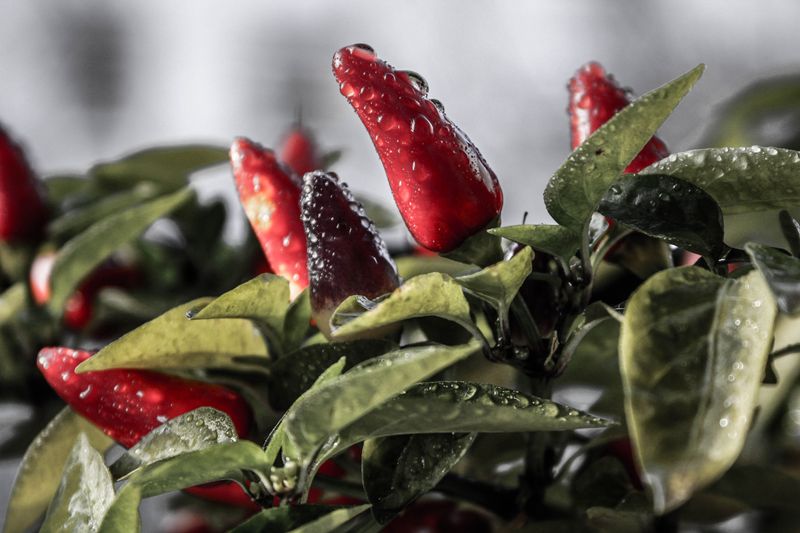 Warm Nights Are Adding Steady Stress To Your Pepper Plants Warm Nights Are Adding Steady Stress To Your Pepper Plants