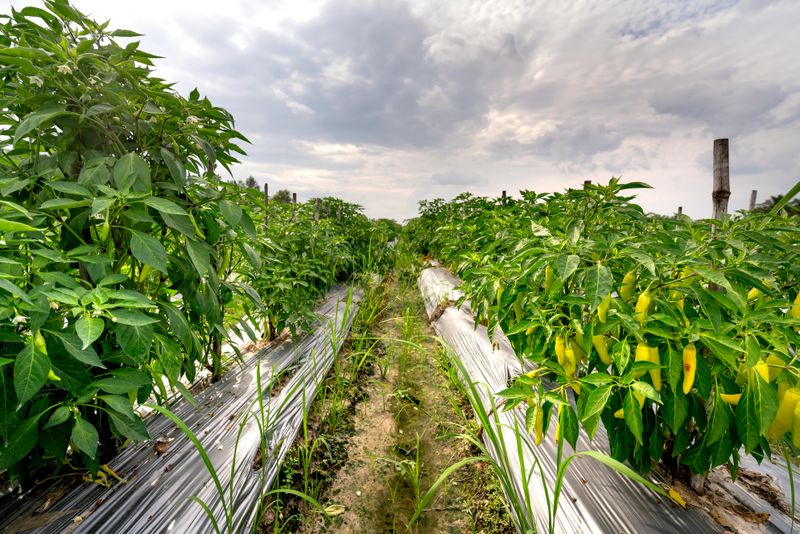 Warm Nights Help Peppers Build Stronger Stem And Root Systems