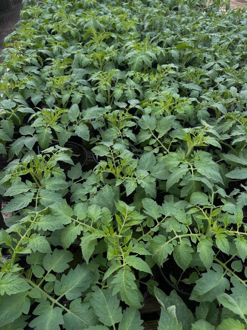 Warm-Season Crops Love Soil At 65°F And Above Before Heat Arrives