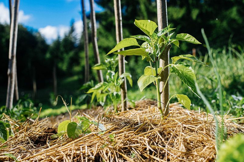 Warm-Season Vegetables Benefit From Covered Soil