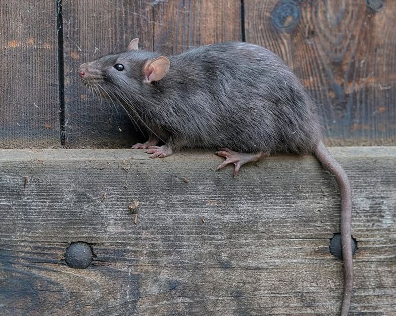 Warm Summer Nights Keep Roof Rats Active Longer