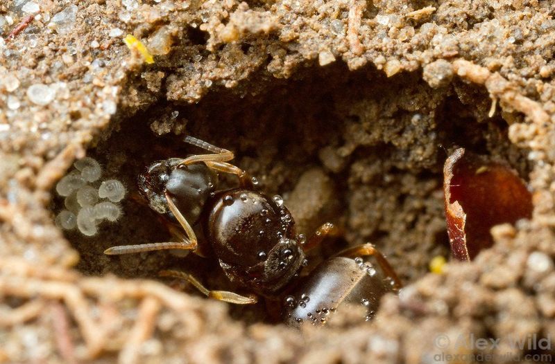 Warm Summers Accelerate Egg-Laying And Colony Growth