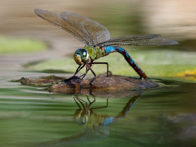Warm Sunny Days Increase Dragonfly Activity Warm Sunny Days Increase Dragonfly Activity