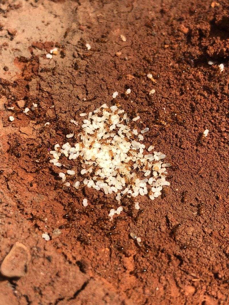 Warm Temperatures Trigger Mass Egg-Laying
