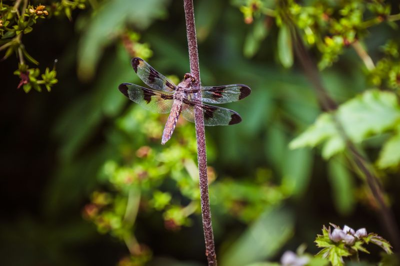 Warm Weather And Open Space Draw Dragonflies In
