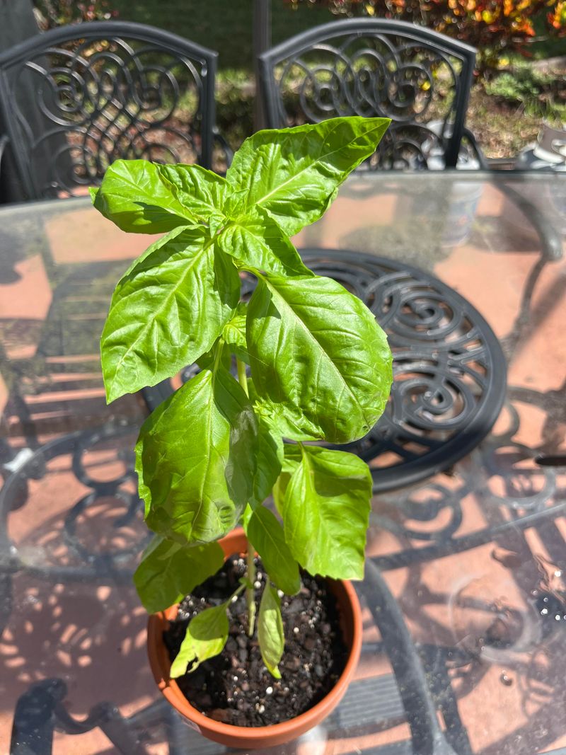 Warm Weather Pushes Basil Into Fast Growth