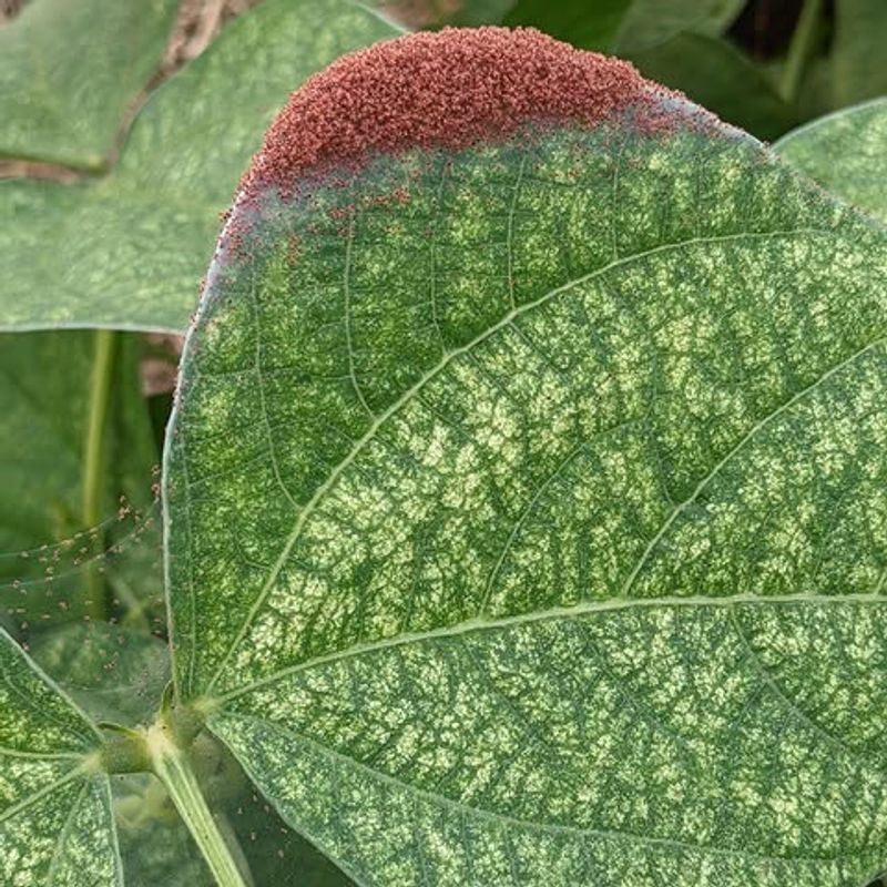 Wash Plant Leaves Regularly To Remove Tiny Mites And Dust Wash Plant Leaves Regularly To Remove Tiny Mites And Dust