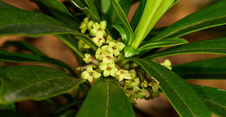 Washington Gardeners Plant This Shrub For Its Beauty Without Realizing How Toxic It Can Be