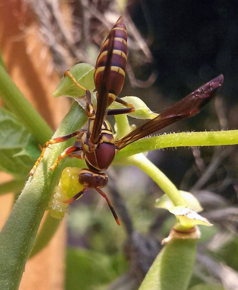 Wasps May Be Finding Garden Insects Nearby