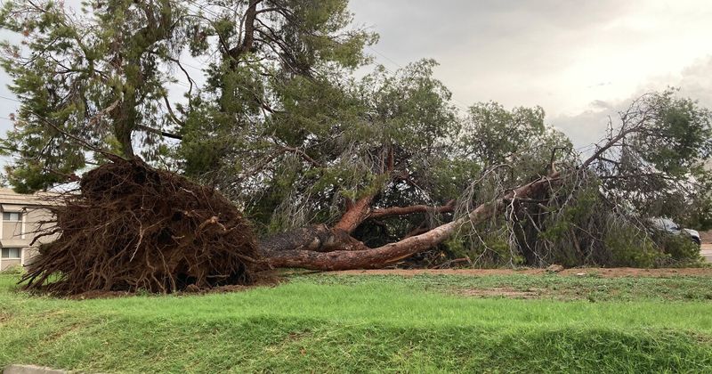 Watch Aleppo Pine During Storm Season