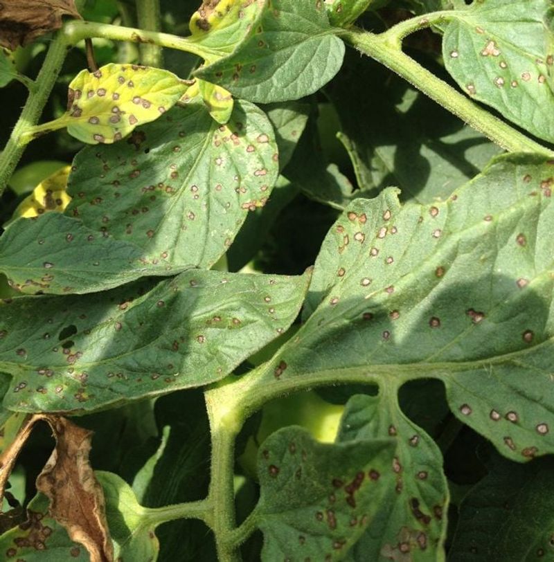 Watch Closely For Leaf Diseases