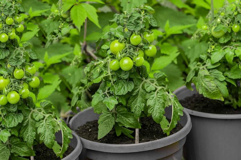 Watch Container Tomatoes Closely