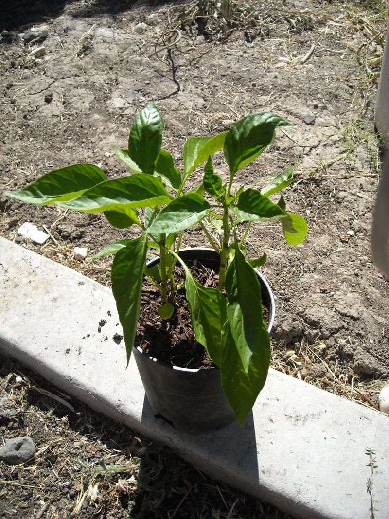 Watch Containers More Closely Than Garden Beds Watch Containers More Closely Than Garden Beds