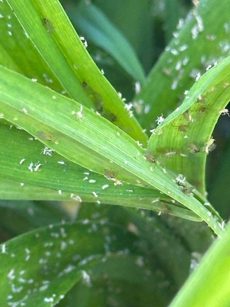 Watch For Aphids And Thrips During Peak Bloom Watch For Aphids And Thrips During Peak Bloom